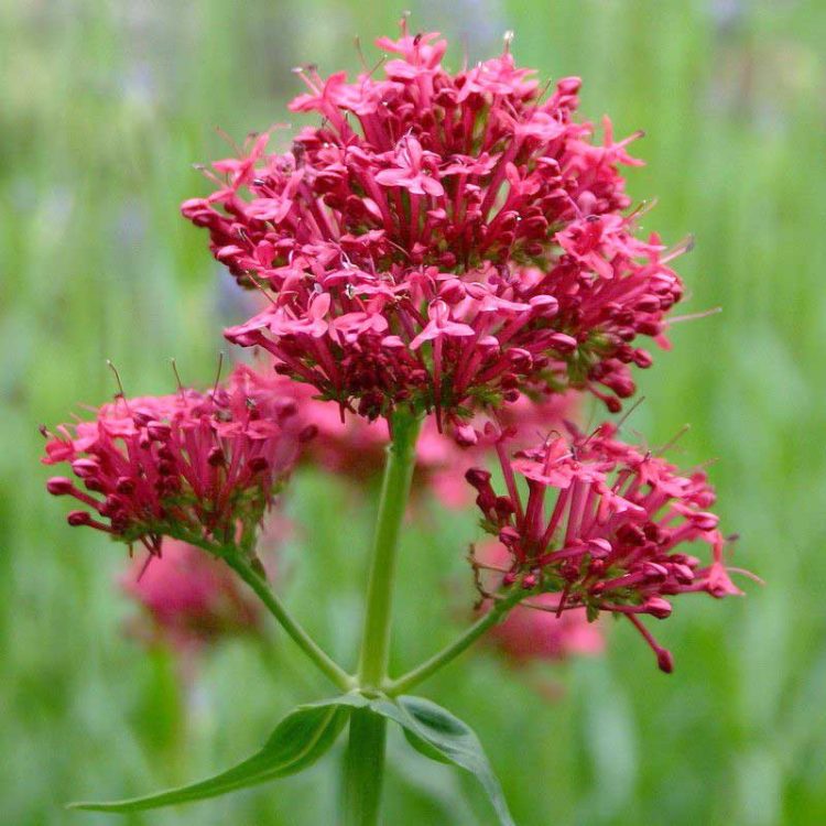 Seminte de flori Centranthus Ruber Coccineus Red Valerian