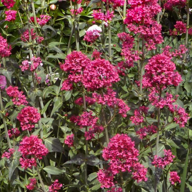Seminte de flori Centranthus Ruber Coccineus Red Valerian
