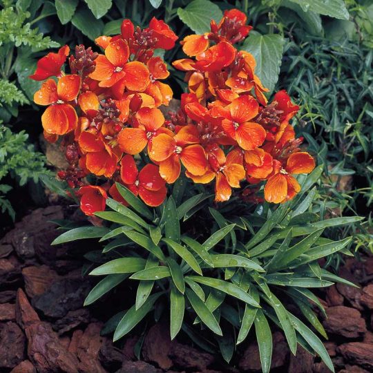 Seminte de flori Cheiranthus Cheiri Bedder Scarlet