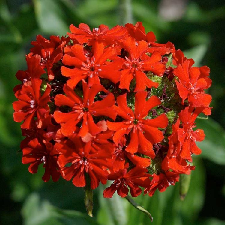 Seminte de flori Burning Love Lychnis Chalcedonica