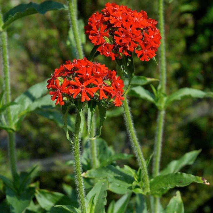 Seminte de flori Burning Love Lychnis Chalcedonica