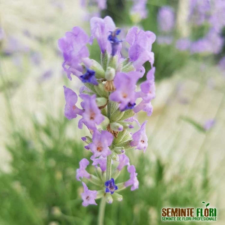 Butasi de Lavanda Angustifolia Imperial Gem