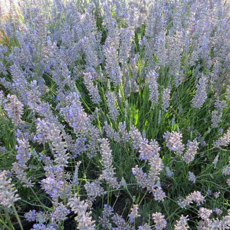 Butasi de Lavandin X Intermedia Provence