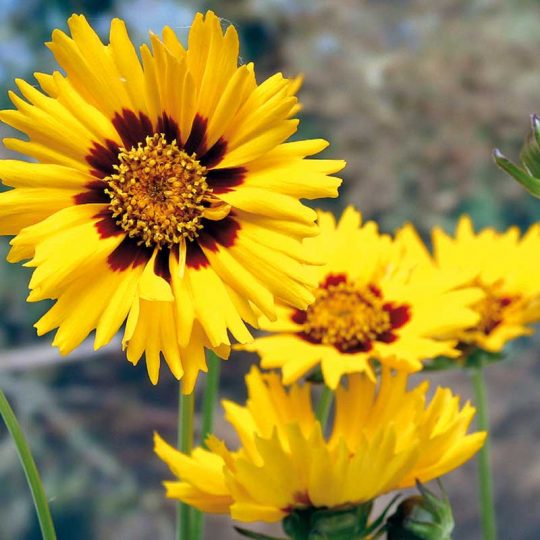 Seminte de flori Coreopsis Grandiflora Early Sunrise Double Butter Daisy