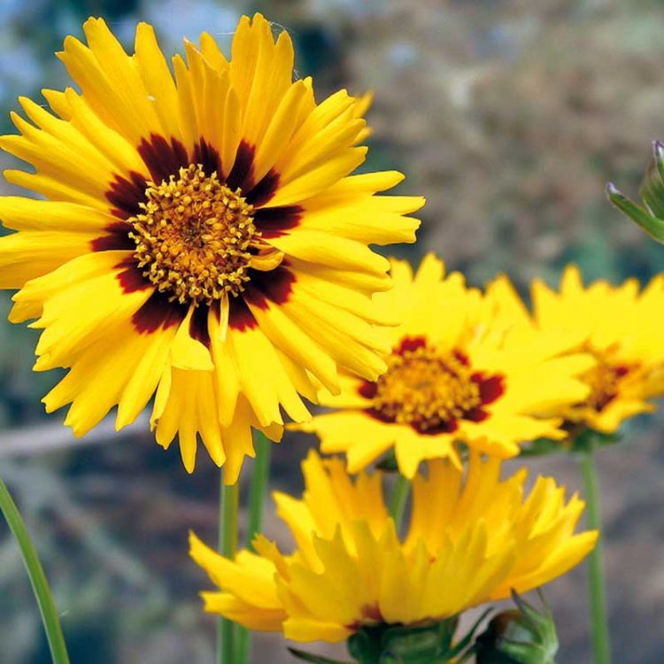 Seminte de flori Coreopsis Grandiflora Early Sunrise Double Butter Daisy