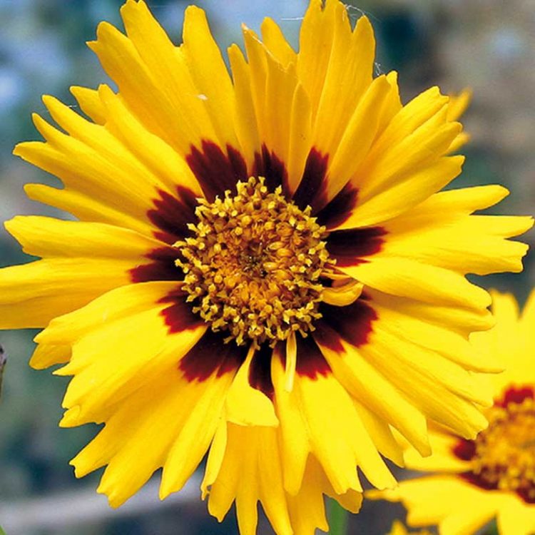 Seminte de flori Coreopsis Grandiflora Early Sunrise Double Butter Daisy