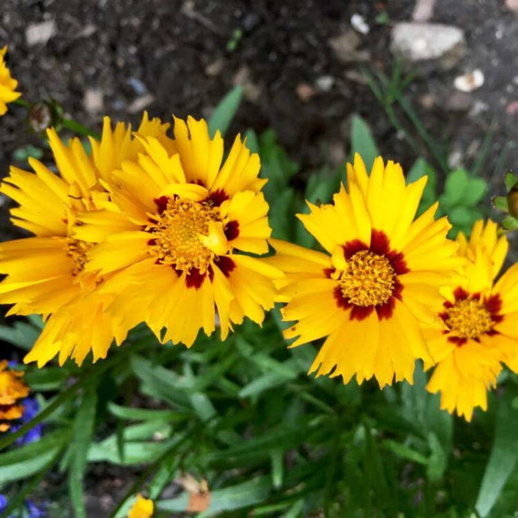 Seminte de flori Coreopsis Grandiflora Early Sunrise Double Butter Daisy