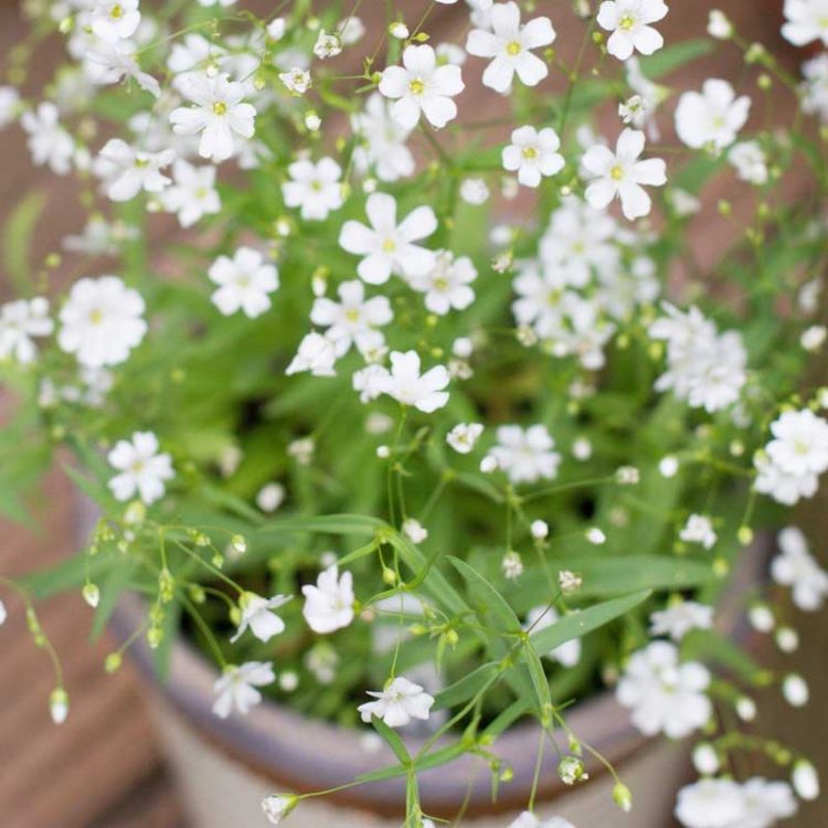 Seminte De Floarea Miresei Gypsophila Elegans Covent Garden White