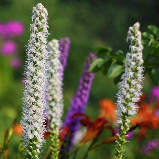 Seminte de flori Liatris Spicata Floristan White
