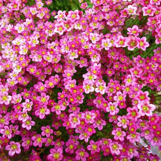Seminte de flori Saxifraga Arendsii Carpet Pink