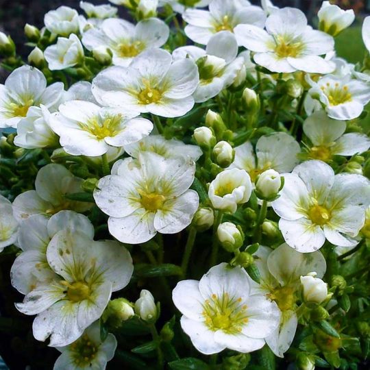 Seminte de flori Saxifraga Arendsii Carpet White