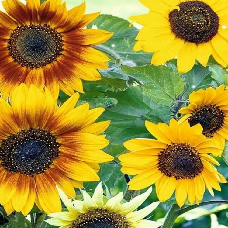 Seminte de flori Sunflower Mixed Helianthus Cucumerifolius