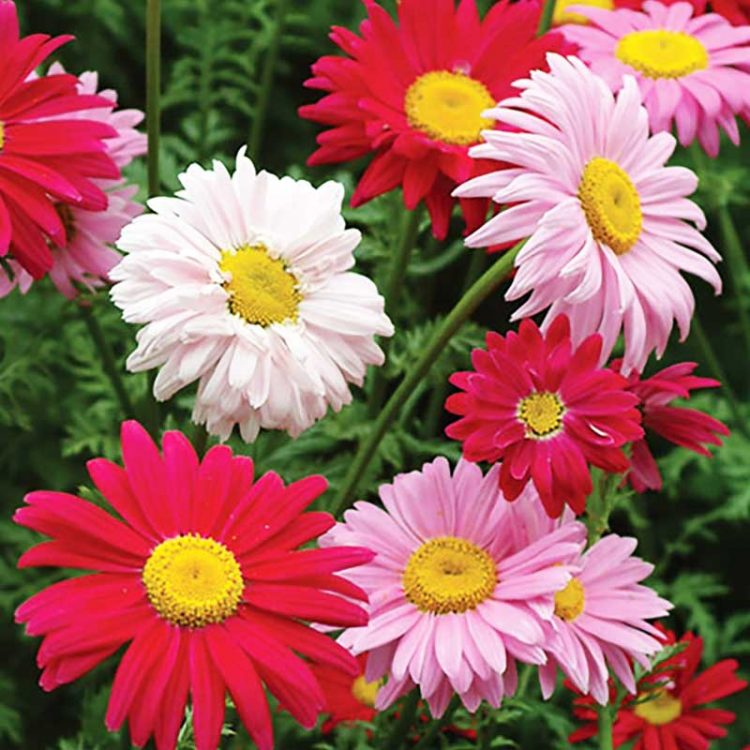 Seminte de flori Tanacetum Coccineum Robinsons Mix Pyrethrum
