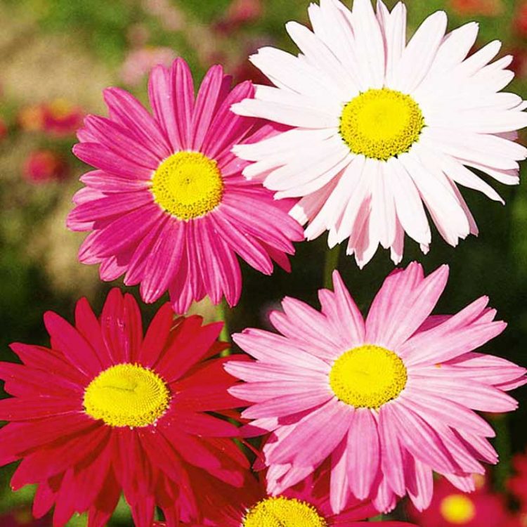 Seminte de flori Tanacetum Coccineum Robinsons Mix Pyrethrum