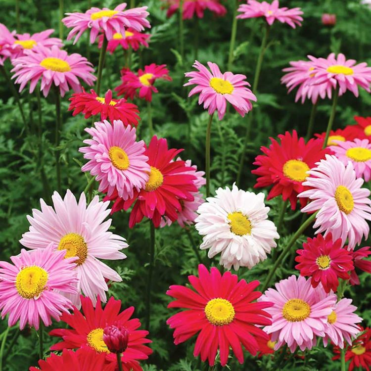 Seminte de flori Tanacetum Coccineum Robinsons Mix Pyrethrum