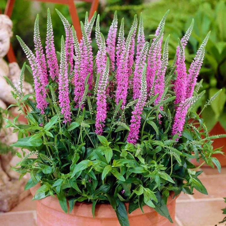 Seminte de flori Veronica Spicata Rosea Rose