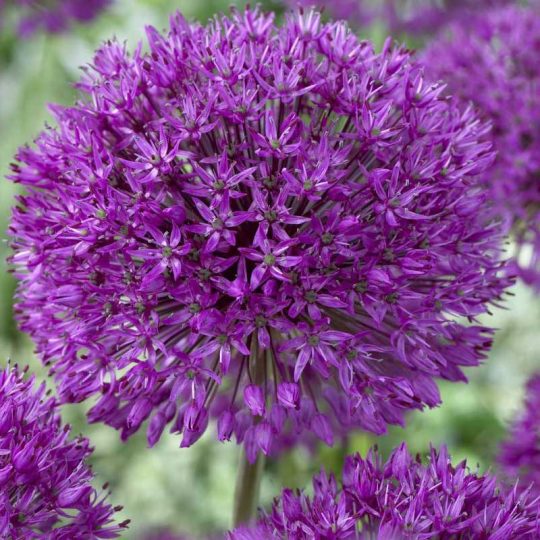 Bulbi de Ceapa Decorativa Allium Purple Sensation