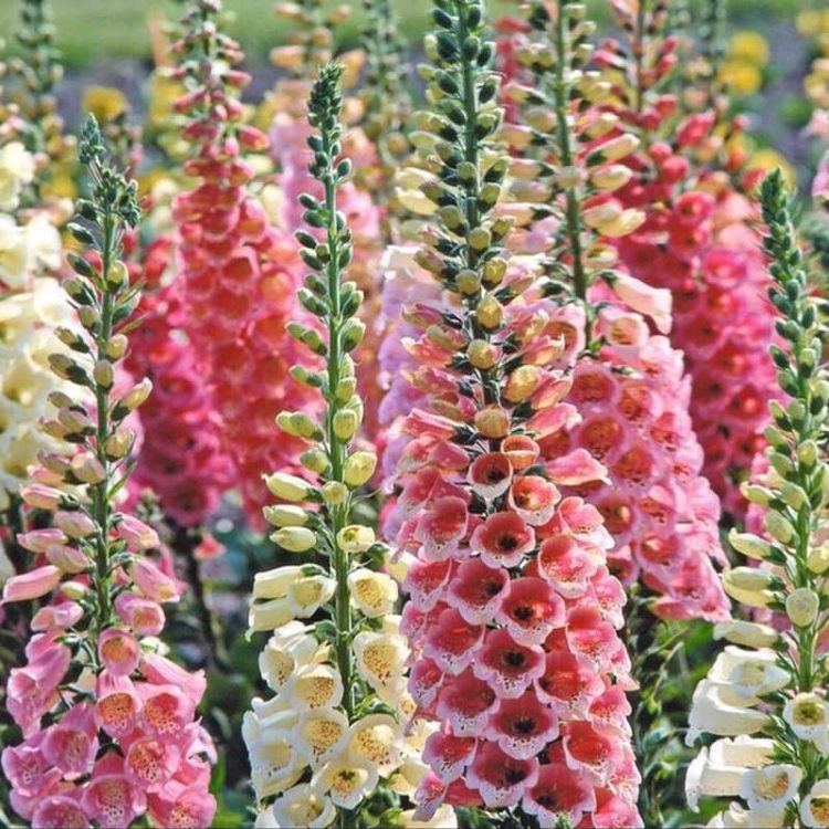 Seminte de flori Foxglove Digitalis Purpurea Mixed