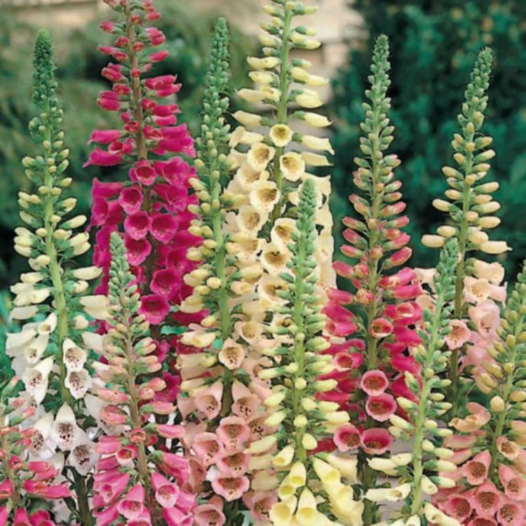 Seminte de Foxglove Digitalis Purpurea Mixed