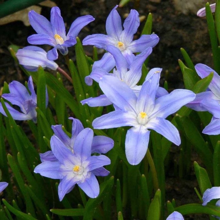 Bulbi de Gloria Zapezii Chionodoxa Luciliae