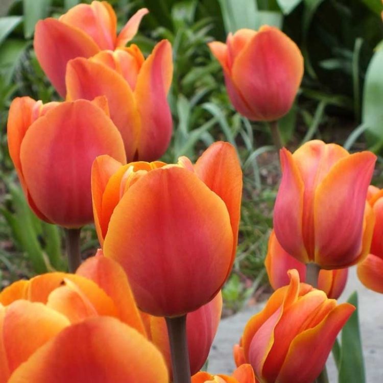 Bulbi de Lalele Tulip King's Orange