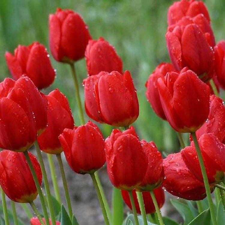 Bulbi de Lalele Tulip Seadov