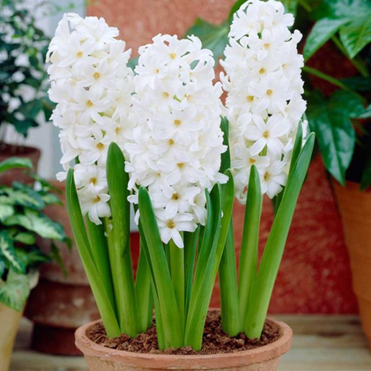 Bulbi de Zambile Hyacinth Aiolos