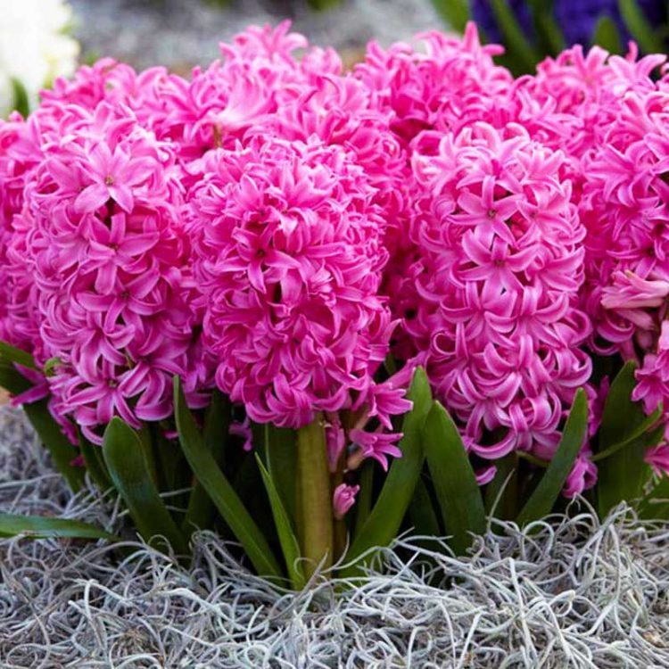 Bulbi de Zambile Hyacinth Orientalis Pink