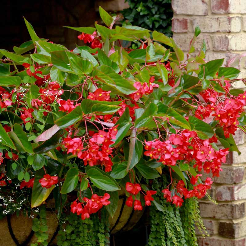 Seminte de Begonie Curgatoare Begonia Hybrida Dragon Wing F1 Red