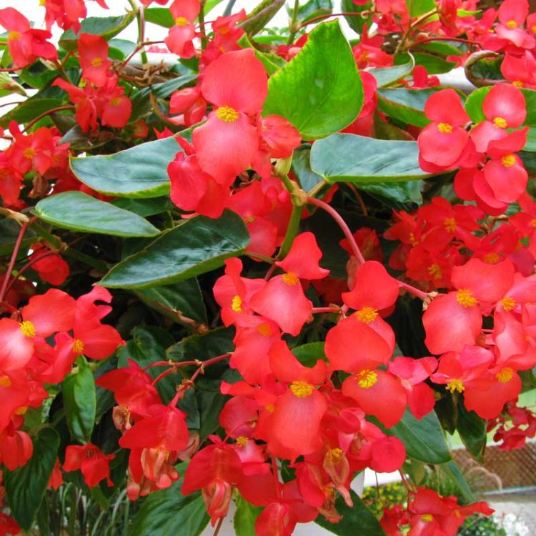 Seminte de flori Begonia Hybrida Dragon Wing F1 Red