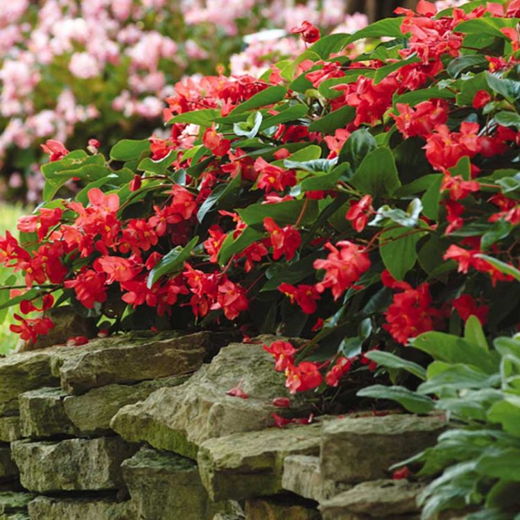 Seminte de flori Begonia Hybrida Dragon Wing F1 Red