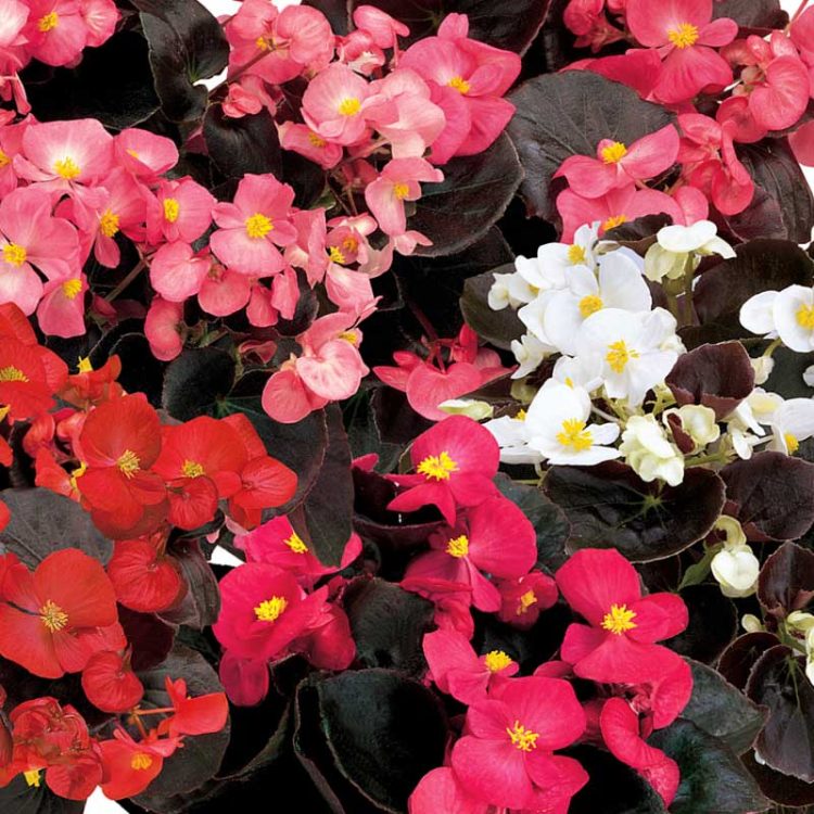 Seminte de flori Begonia Semperflorens Senator IQ Mix