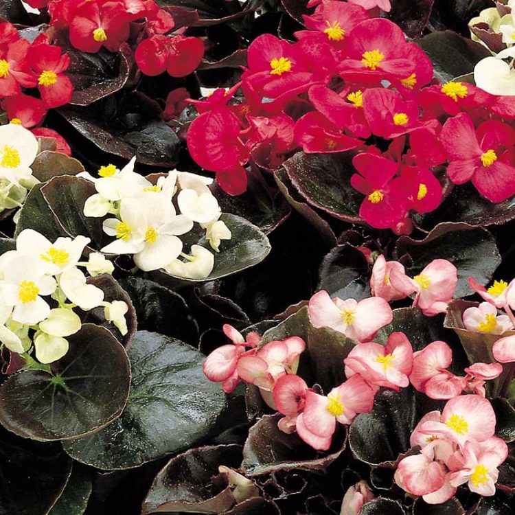 Seminte de flori Begonia Semperflorens Senator IQ Mix