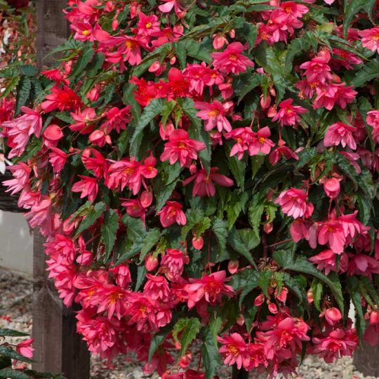 Seminte de flori Begonia Tuberhybrida F1 Funky Pink