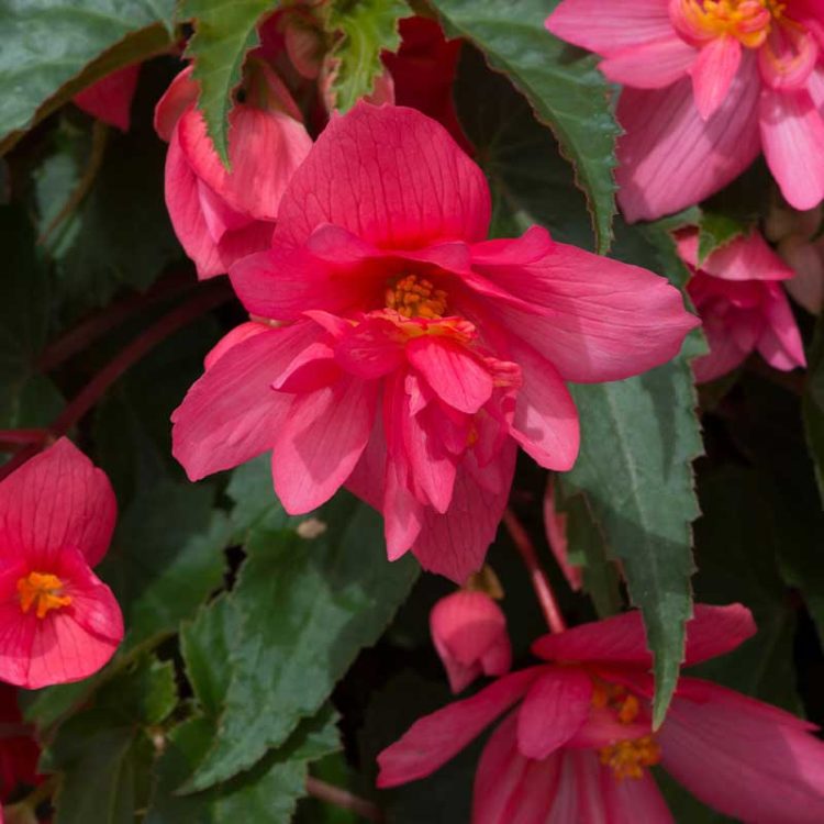 Seminte de flori Begonia Tuberhybrida F1 Funky Pink
