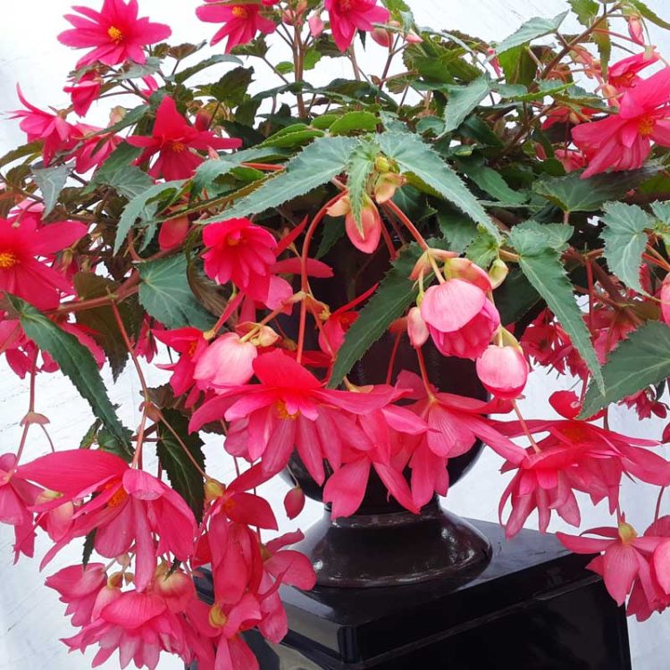Seminte de flori Begonia Tuberhybrida F1 Funky Pink