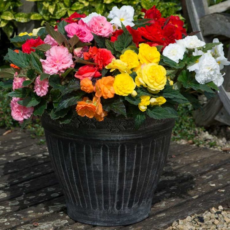 Seminte de flori Begonia Tuberhybrida Nonstop F1 Mix