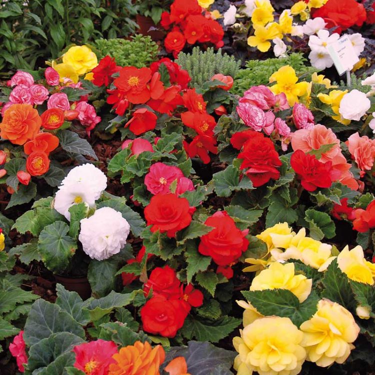Seminte de flori Begonia Tuberhybrida Nonstop F1 Mix