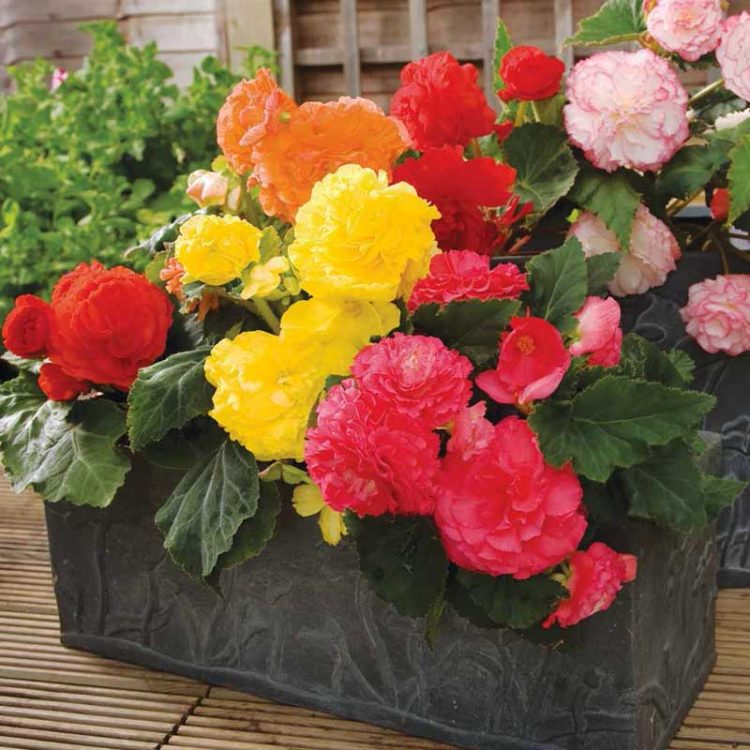 Seminte de flori de Begonia Tuberhybrida Nonstop F1 Mix