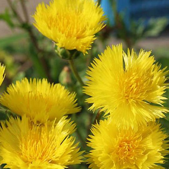 Seminte de flori Centaurea Moschata - Amberboa Odorata Suaveolens Sweet Sultan Yellow