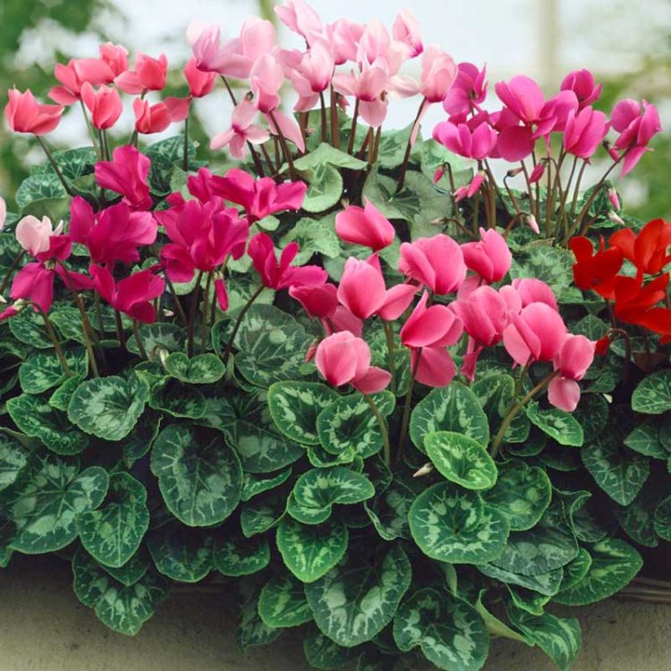 Seminte de flori Cyclamen Persicum Giant Flowered Mixed