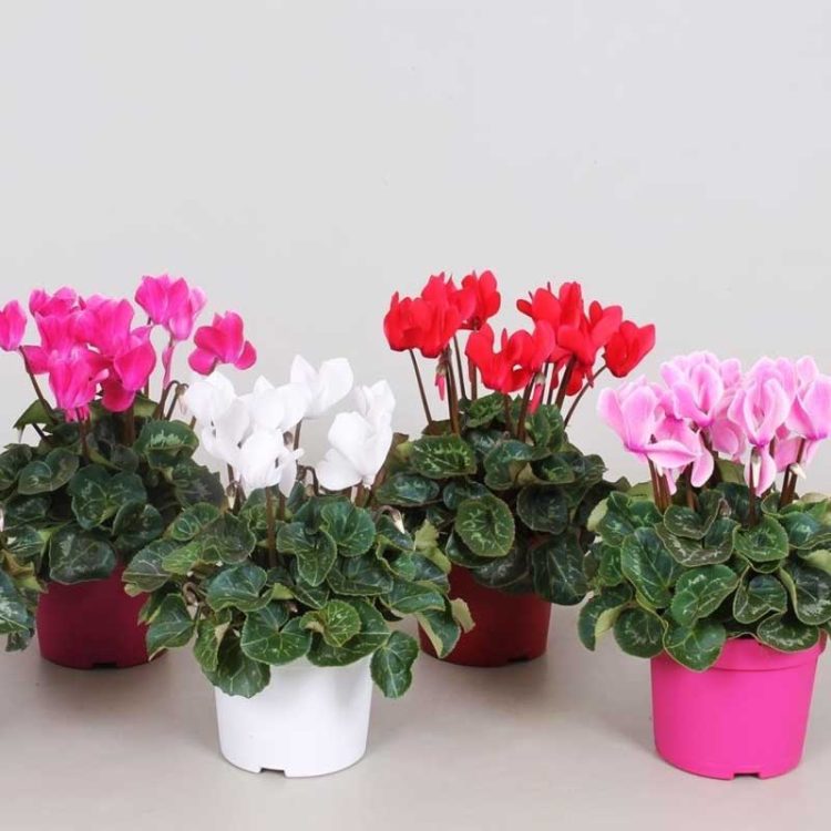 Seminte de flori Cyclamen Persicum Latinia F1 Mix
