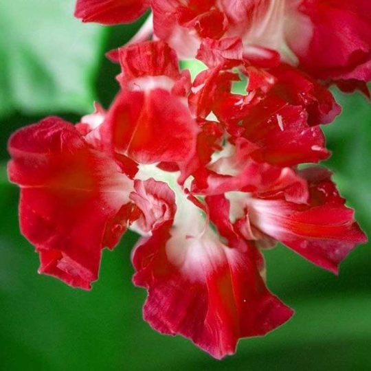 Seminte de flori Ipomoea Imperials Ruffled Red