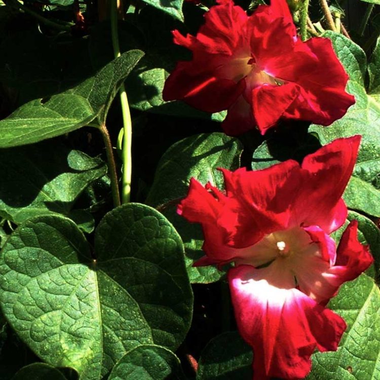 Seminte de flori Ipomoea Imperials Ruffled Red