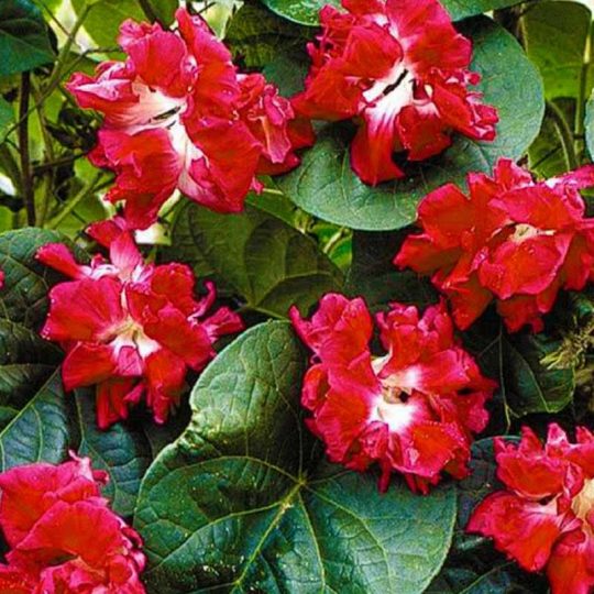 Seminte de flori Ipomoea Imperials Ruffled Red