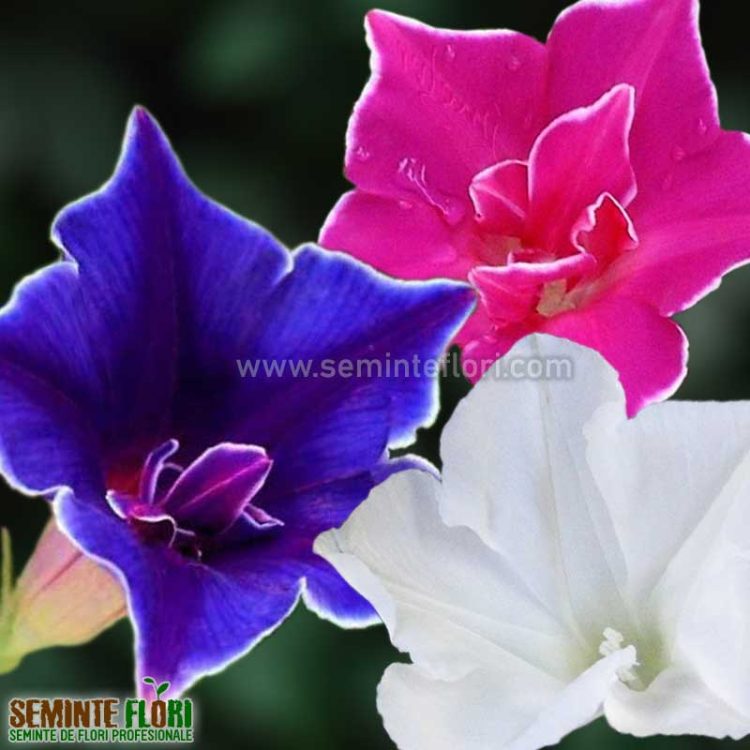 Seminte de flori Ipomoea Nil Kikyo-Zaki Mixed