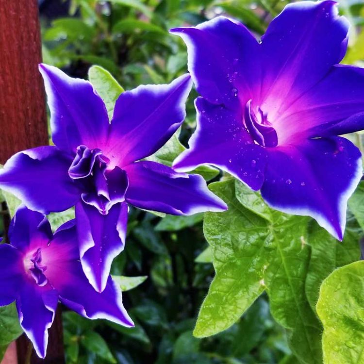 Seminte de flori Ipomoea Nil Kikyo-Zaki Mixed
