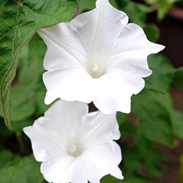 Seminte de flori Ipomoea Nil Kikyo-Zaki Mixed
