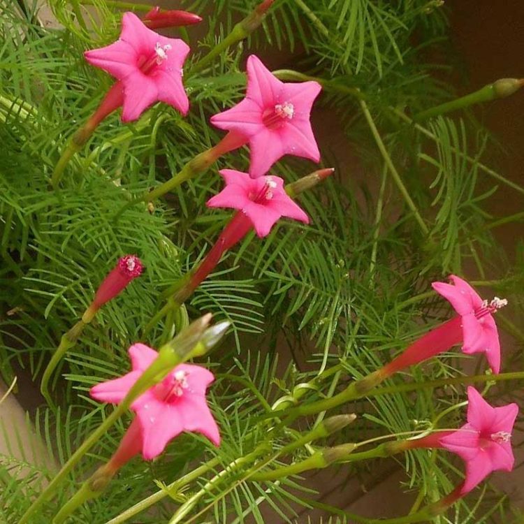 Seminte de flori Ipomoea Quamoclit Pennata Rose