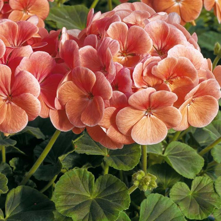 Seminte de flori Pelargonium Hortorum Bull's Eye F1 Salmon
